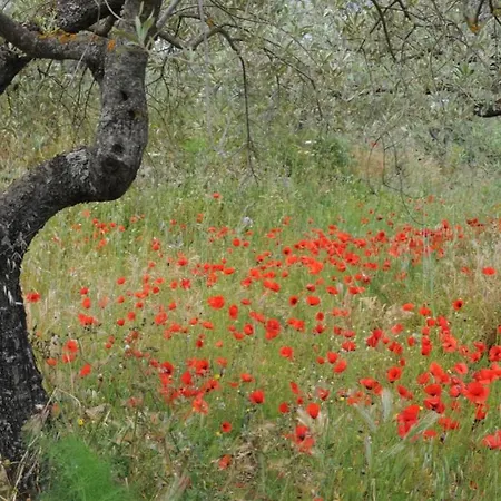 Oddoene Sardinia Domus
